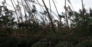 PILNY  Komunikat Nadleśniczego Nadleśnictwa Gniezno