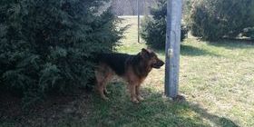 poszukiwany właściciel